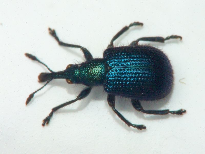 Haplorhynchites caeruleus (De Geer, 1775)